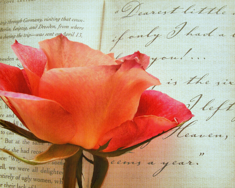 Orange Rose on Paper