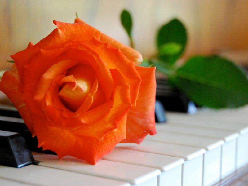 Orange Rose on Piano