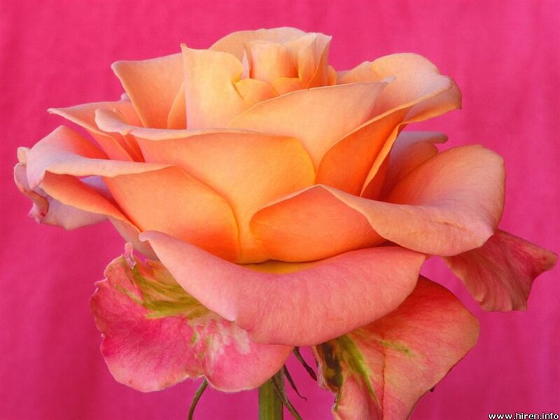 orange rose on pink background