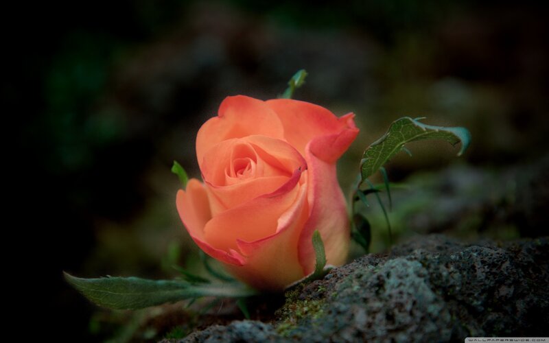 Orange Rose on Rock — Serene, Photograph
