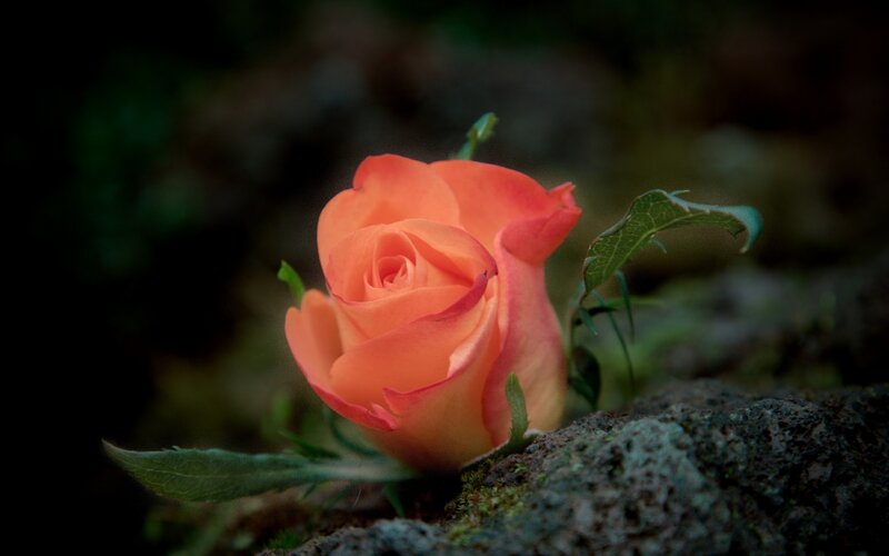 Orange Rose on Rock — Serene