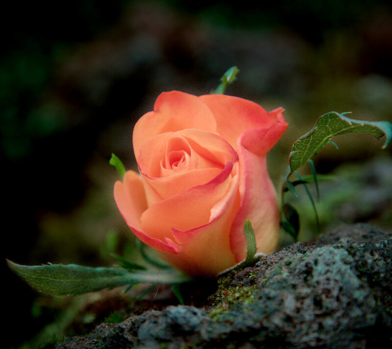 Orange Rose on Rock