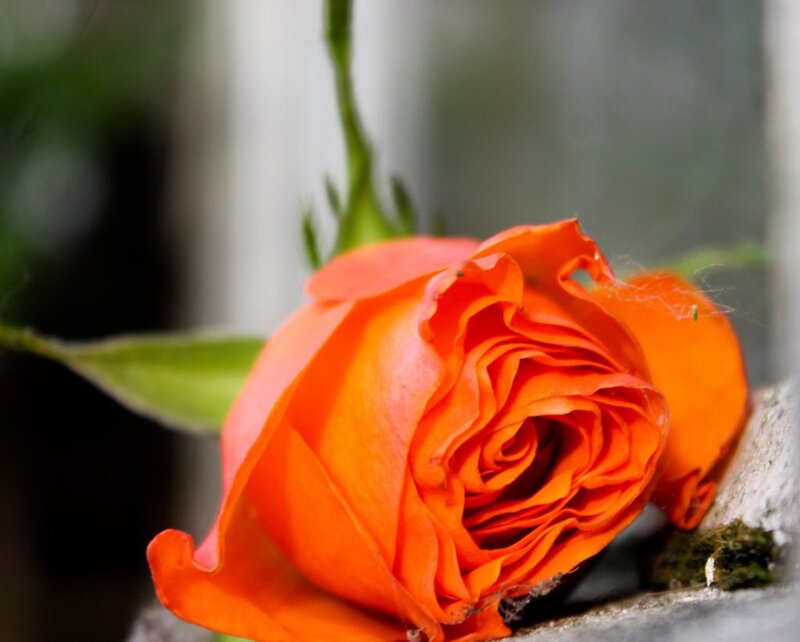 Orange Rose on Stone