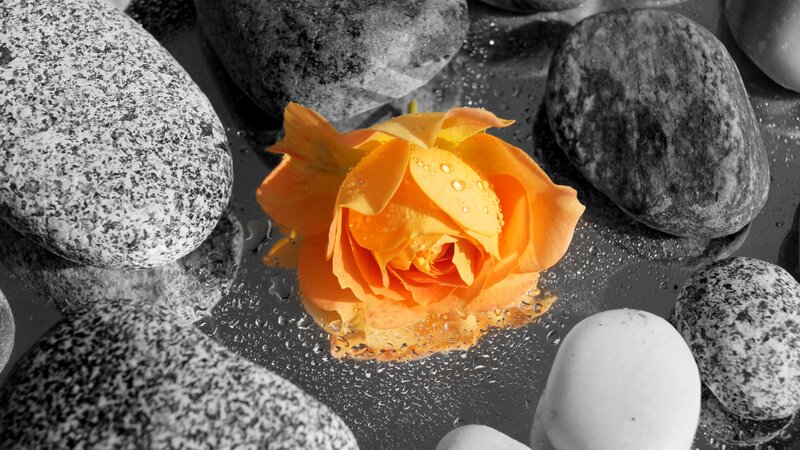 Orange Rose on Stones — Serene
