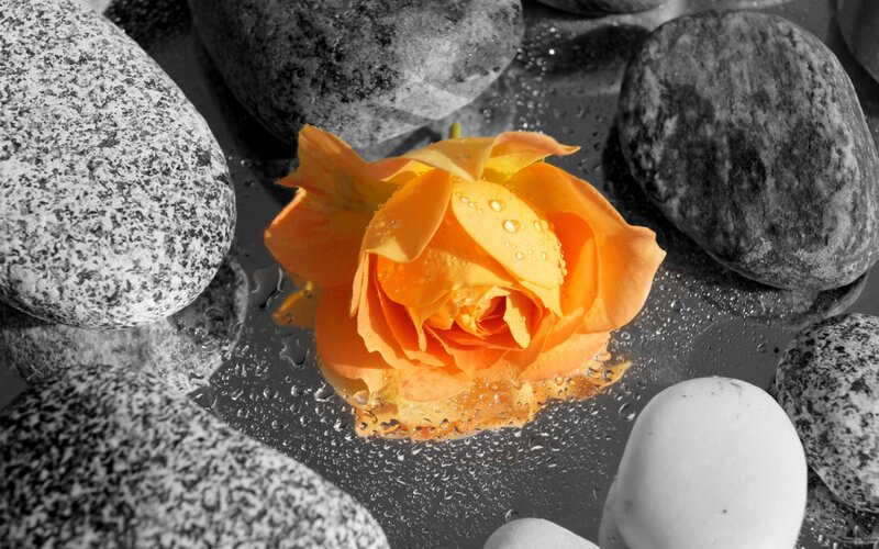 Orange Rose on Stones
