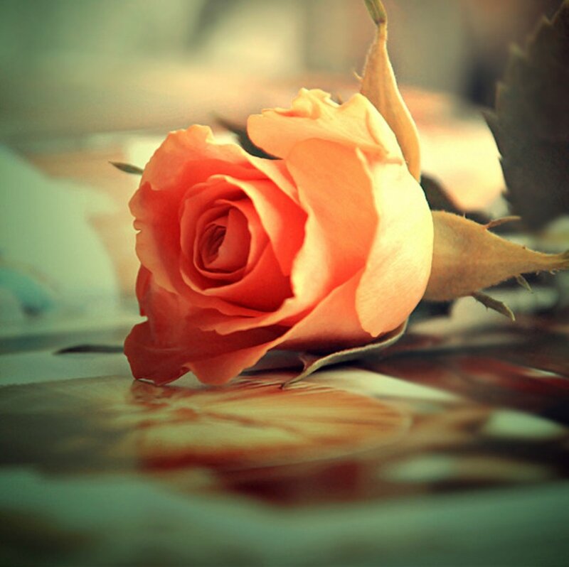 Orange Rose on Surface — Calm