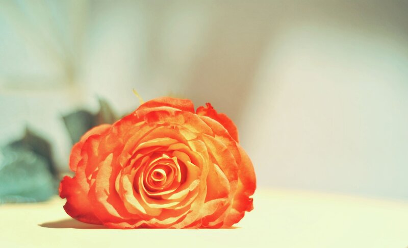 Orange Rose on Surface — Serene
