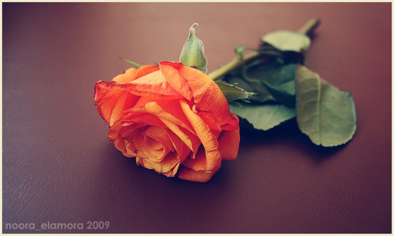 Orange Rose on Surface