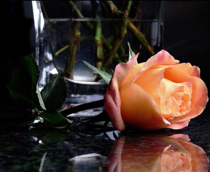 Orange Rose on Table