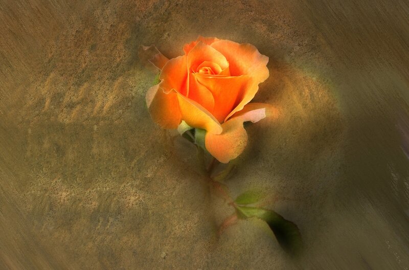 Orange Rose on Textured Surface