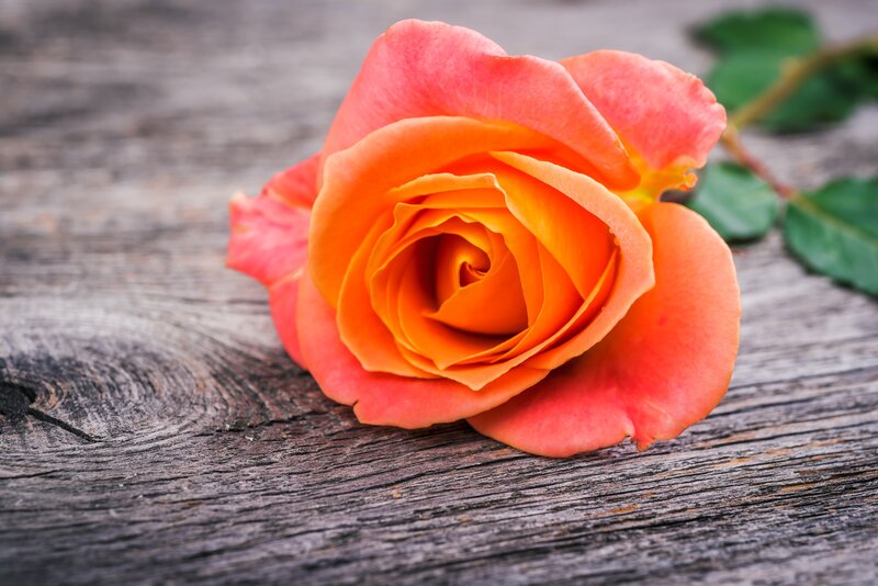 Orange Rose on Wood — Calm