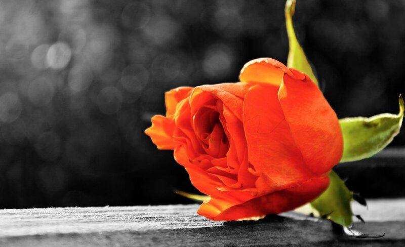 Orange Rose on Wood
