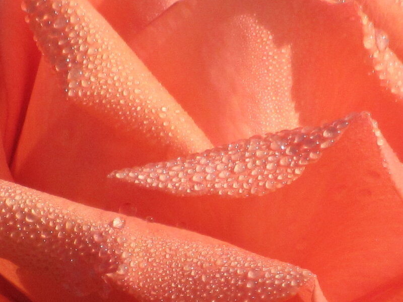 Orange Rose Petal
