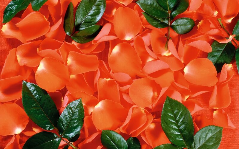 Orange Rose Petals — Calm