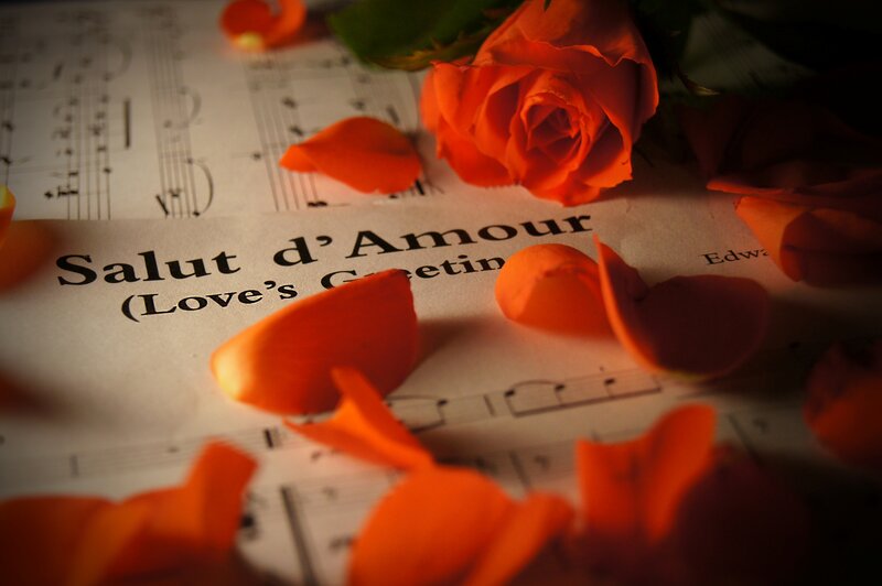 Orange Rose Petals — Romantic