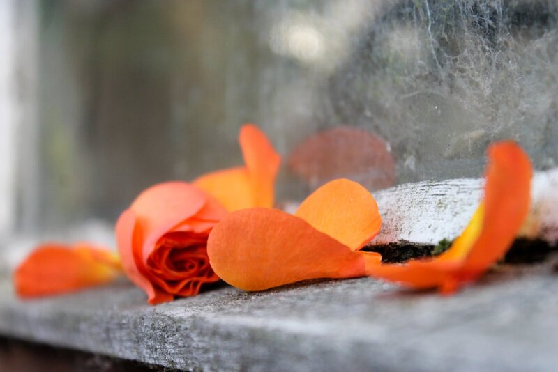 Orange Rose Petals
