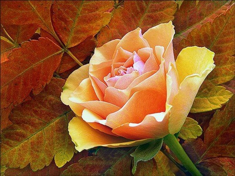 Orange Rose with Autumn Leaves — Serene