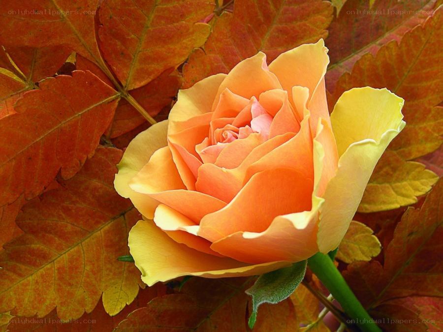 orange rose with autumn leaves
