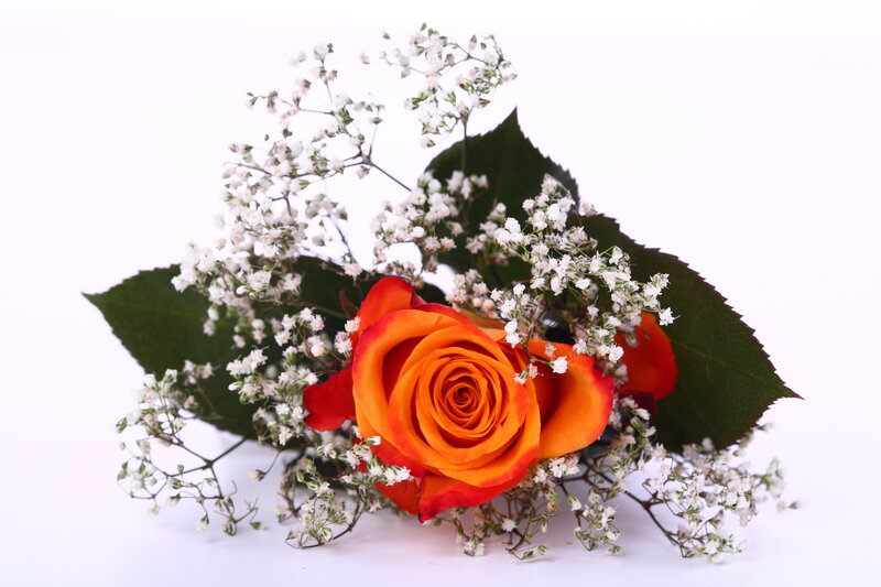 Orange Rose with Baby's Breath — Calm, Photograph