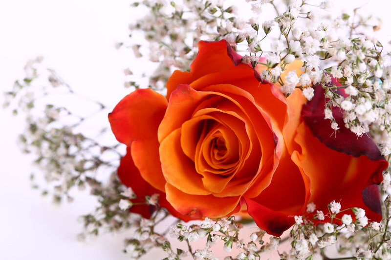 Orange Rose with Baby's Breath — Calm