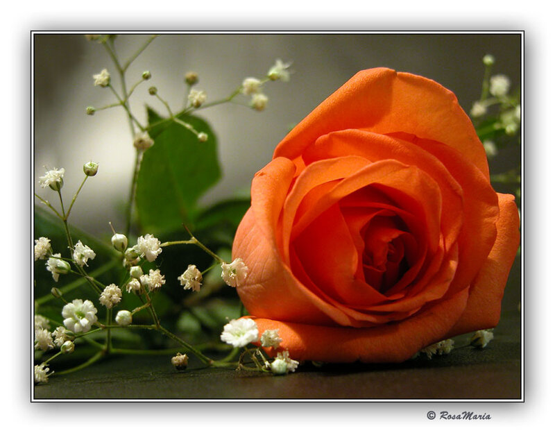 Orange Rose with Baby's Breath