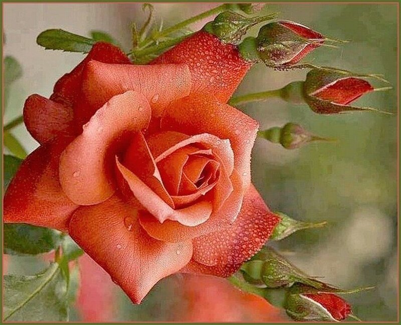 Orange Rose with Buds — Serene, Photograph, Leaves