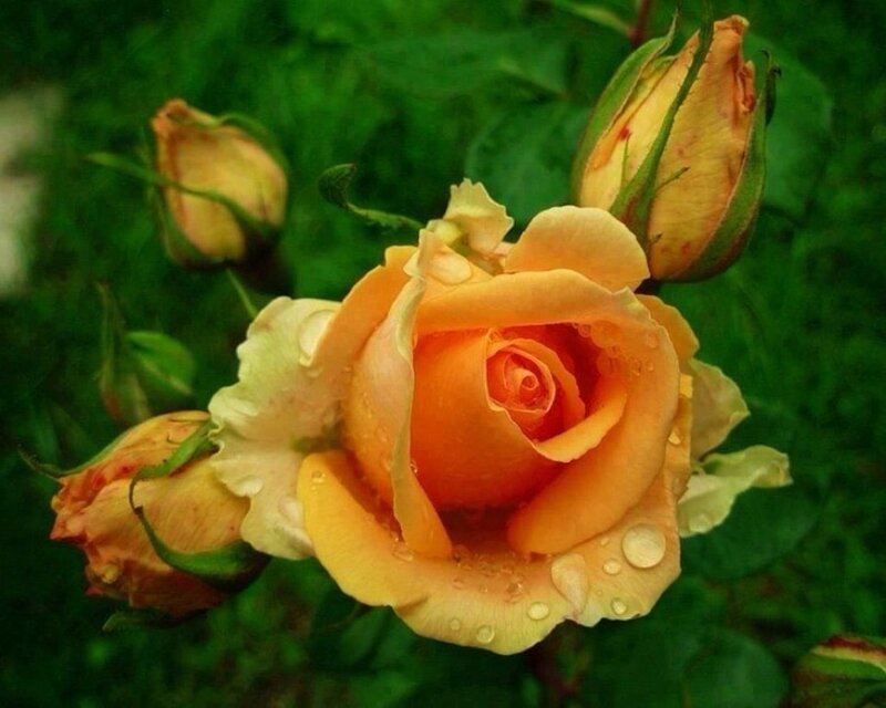 Orange Rose with Buds — Serene, Photograph