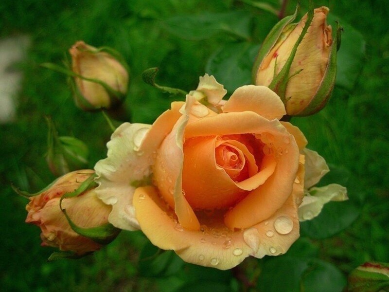 Orange Rose with Buds — Serene