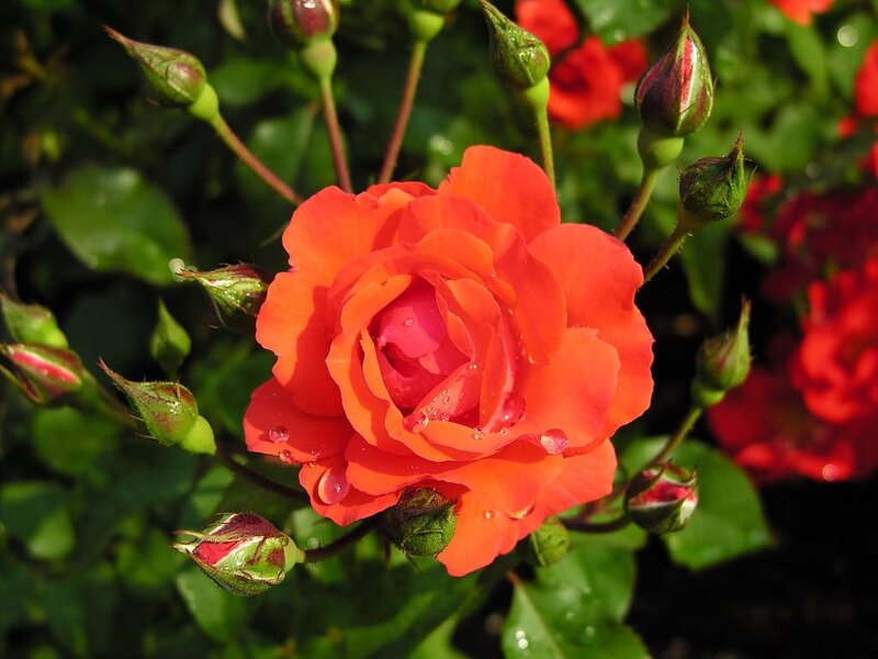 Orange Rose with Buds