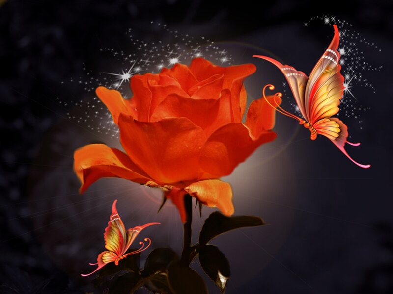 Orange Rose with Butterflies — Dramatic
