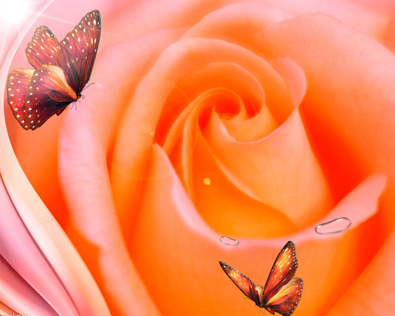 Orange Rose with Butterflies — Serene