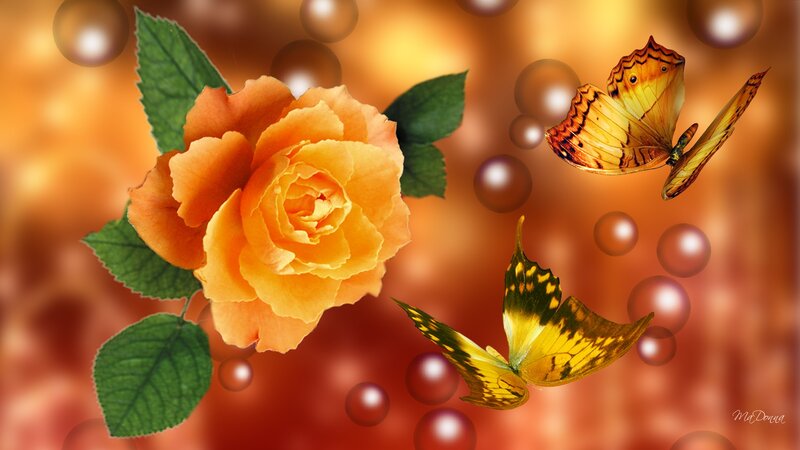 Orange Rose with Butterflies