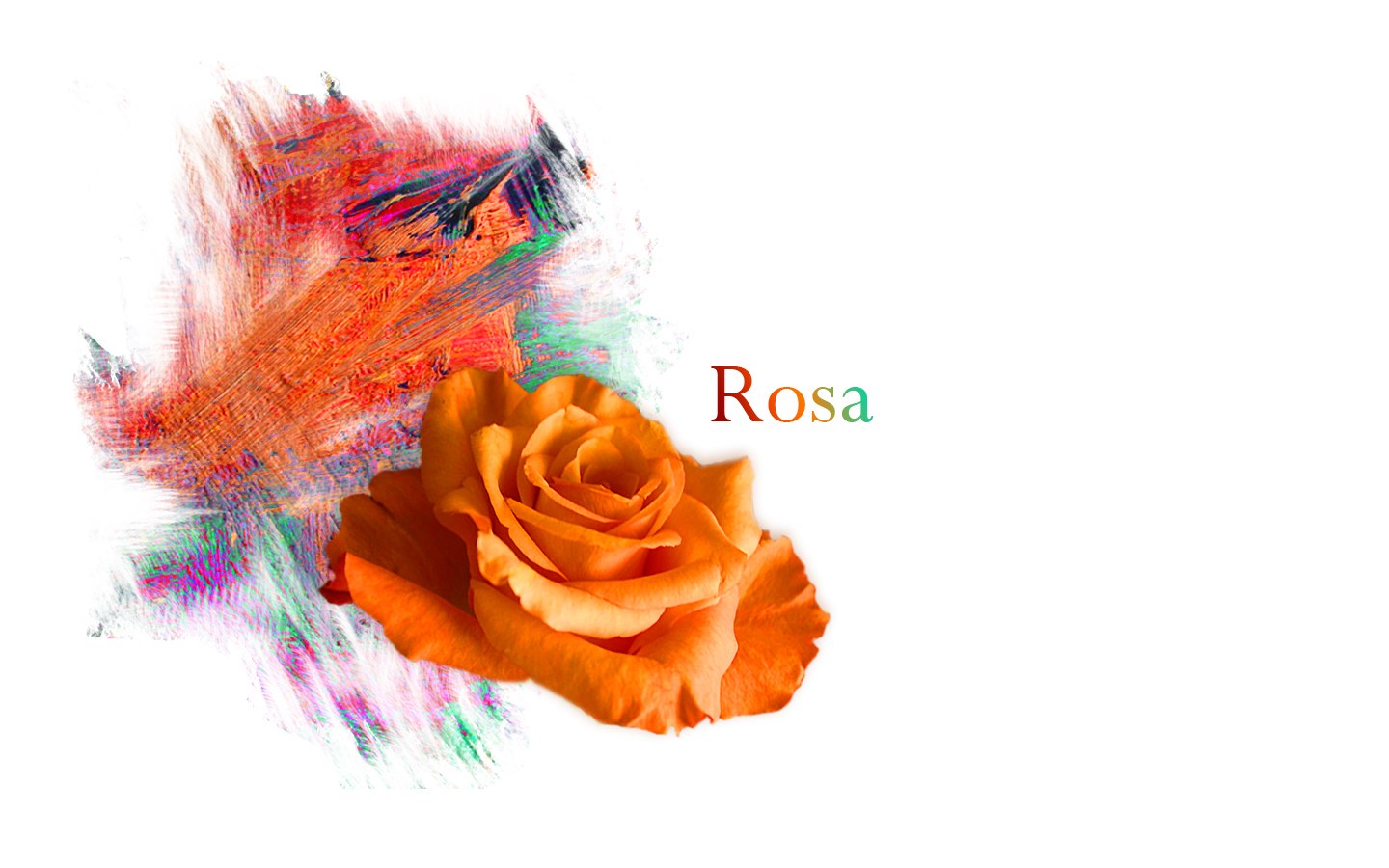 orange rose with colorful background