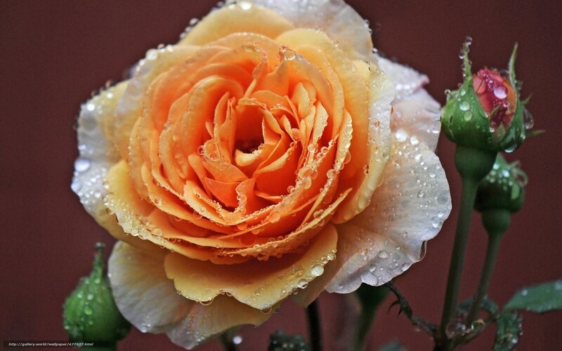 Orange Rose with Dew — Calm, Photograph, Bud, Stem
