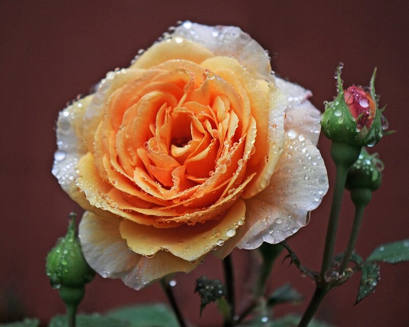 Orange Rose with Dew — Calm, Photograph