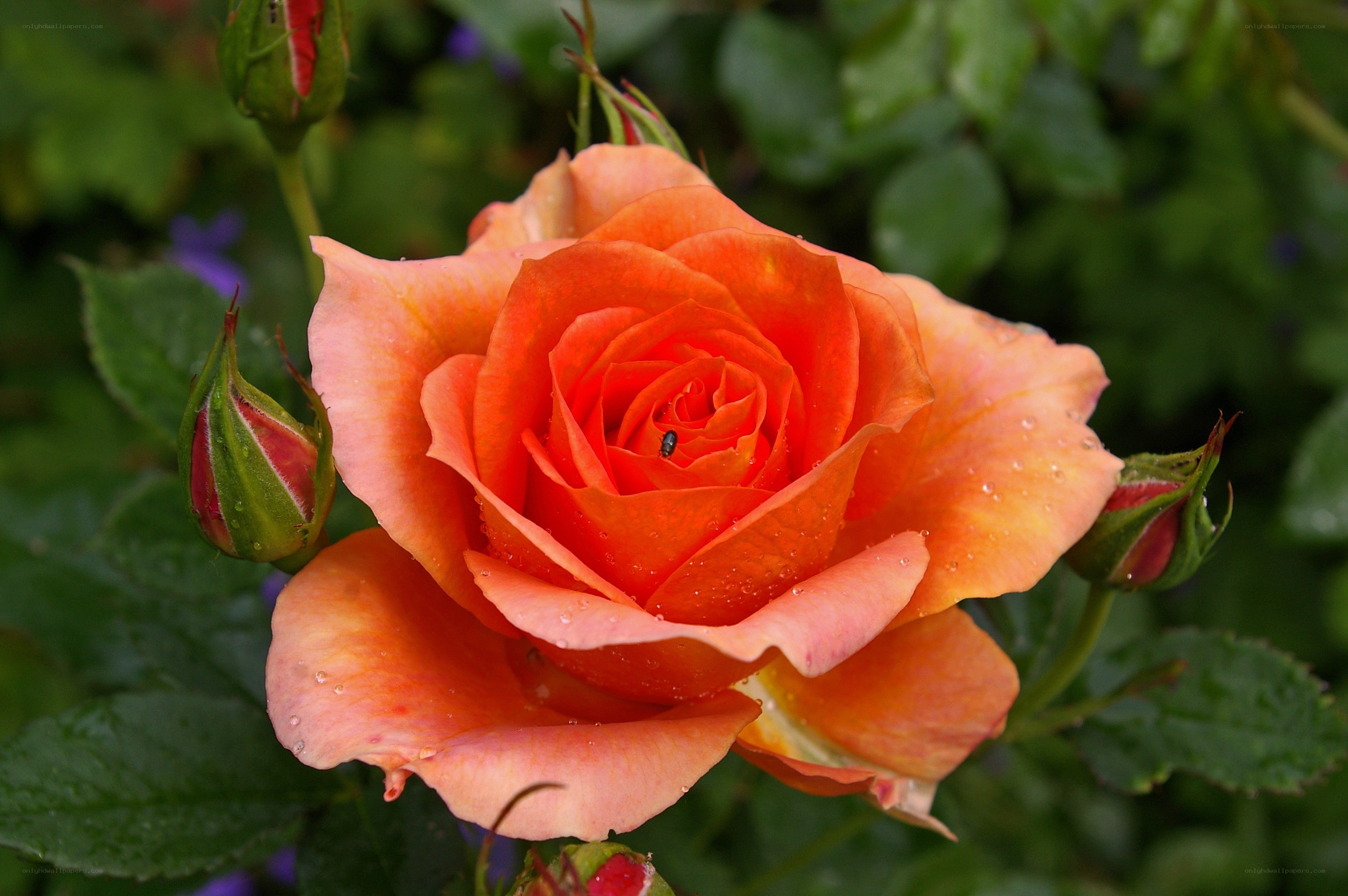 Orange rose with dew drops