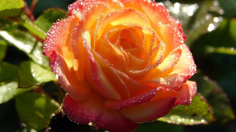 orange rose with dew drops