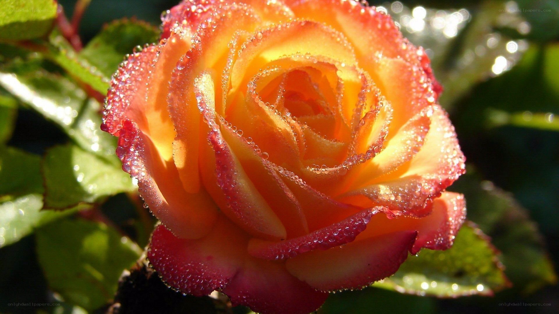 orange rose with dew drops