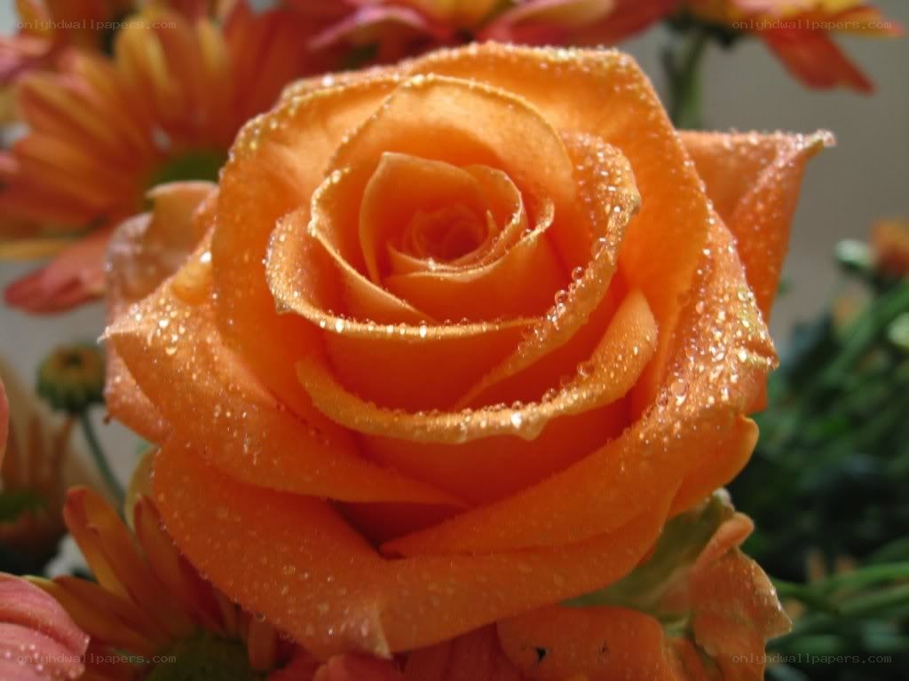 orange rose with dew drops