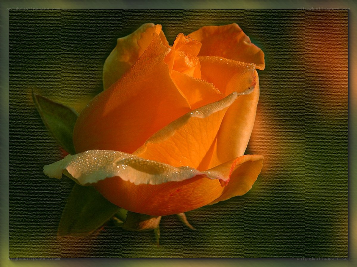 Orange rose with dew drops