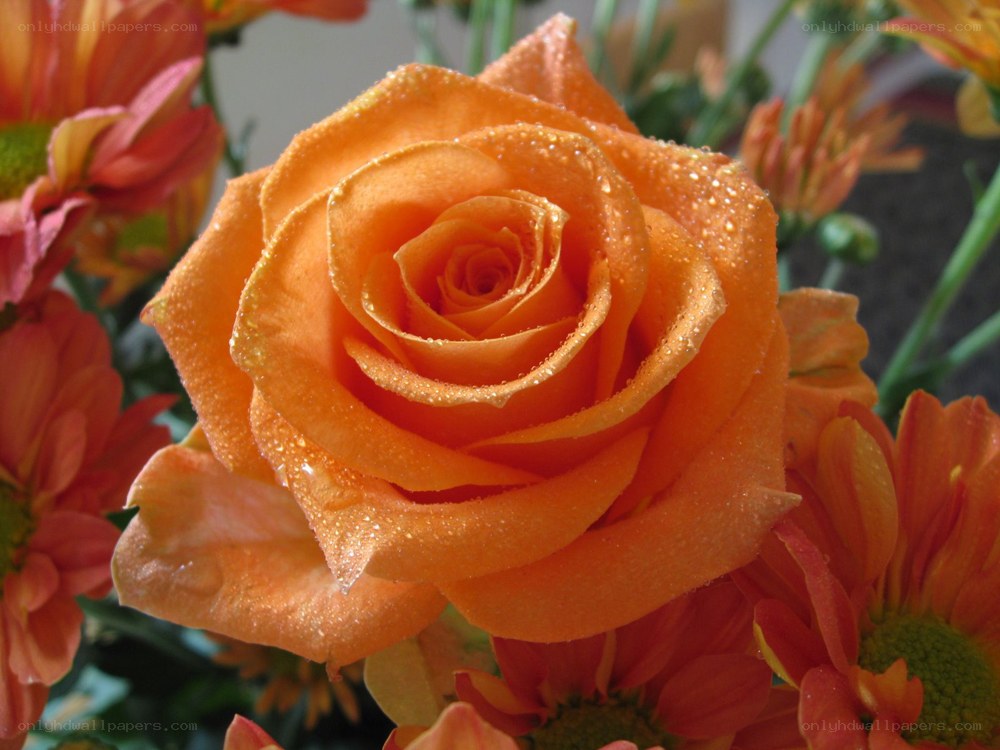 Orange rose with dew drops