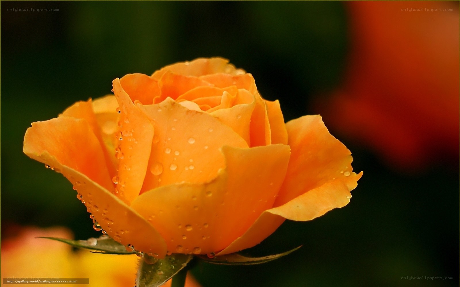 Orange rose with dew drops