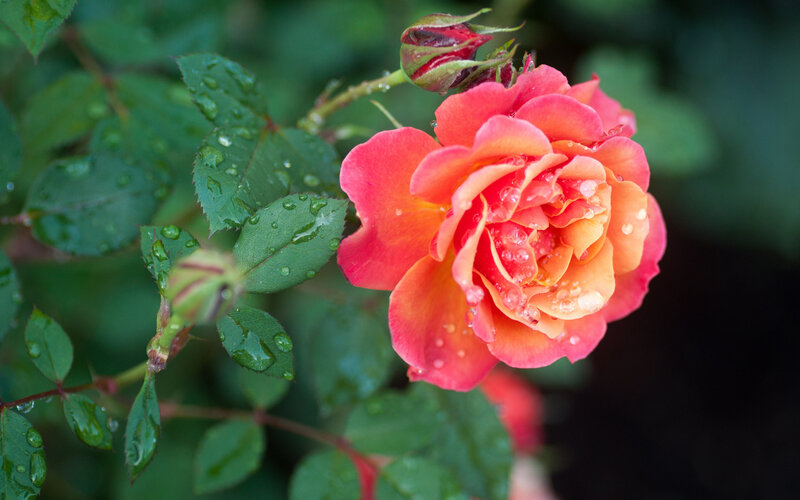 Orange Rose with Dew — Pink