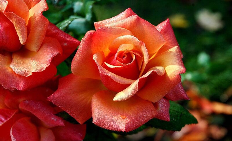 Orange Rose with Dew — Red