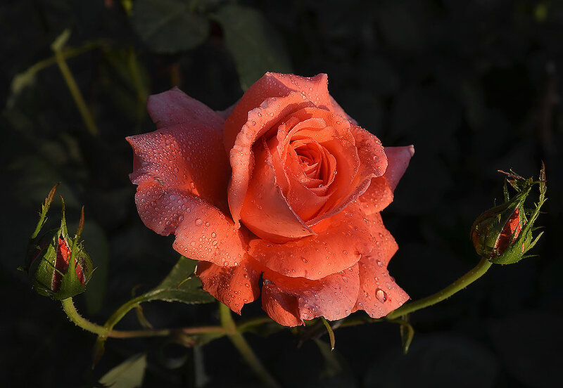 Orange Rose with Dew — Serene, Morning, Photograph, Buds, Leaves