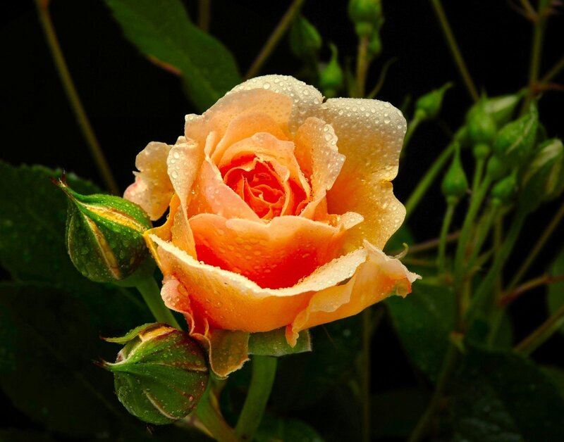 Orange Rose with Dew — Serene, Morning, Photograph