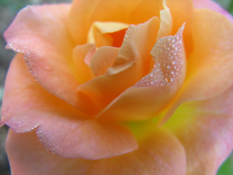 Orange Rose with Dew — Serene, Morning