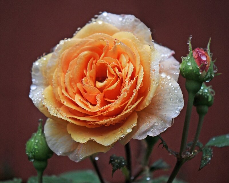 Orange Rose with Dew — Serene, Photograph, Buds, Leaves