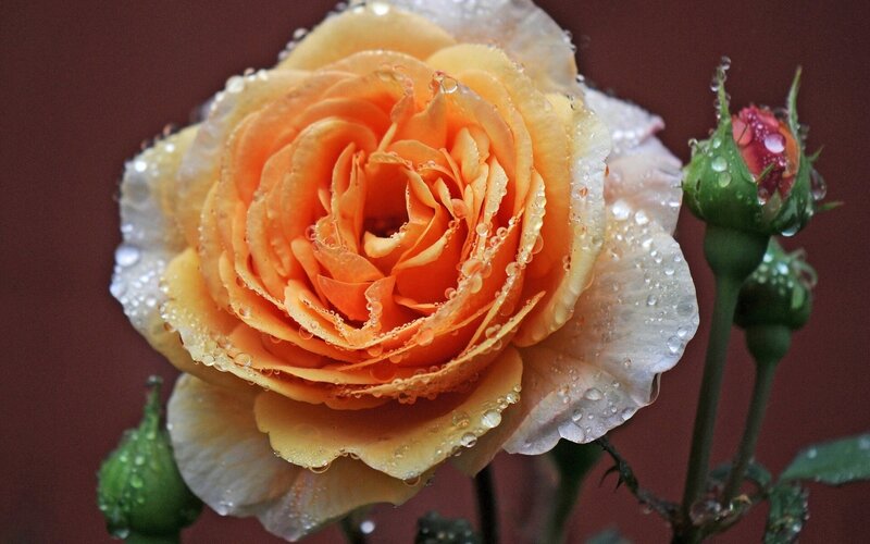 Orange Rose with Dew — Serene, Photograph, Buds