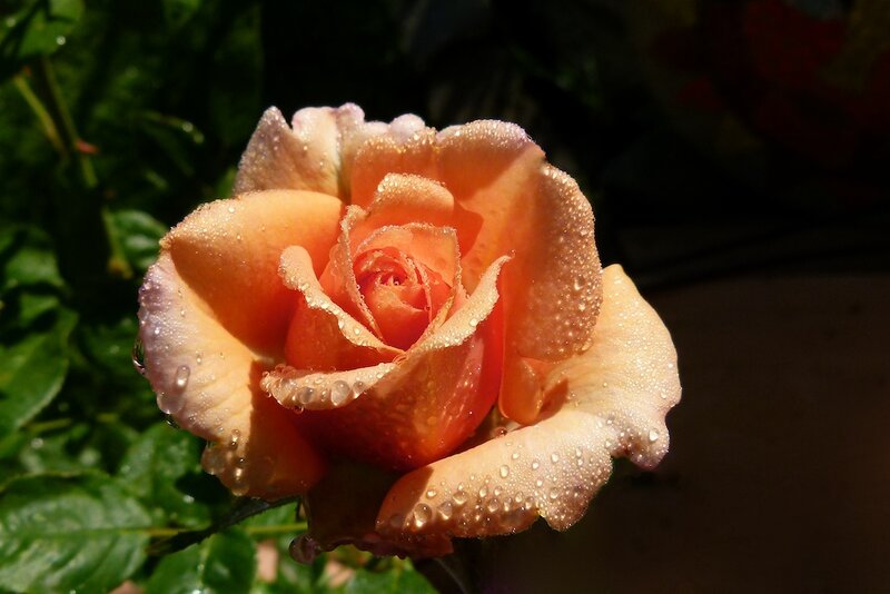 Orange Rose with Dew — Serene